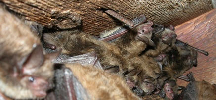 Bat Control