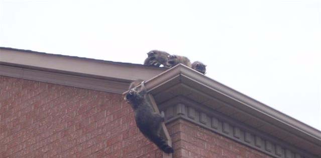 Racoon Control